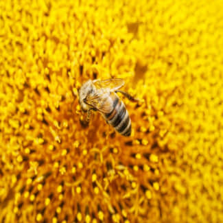 Corona door snuffelende bijen opgespoord?