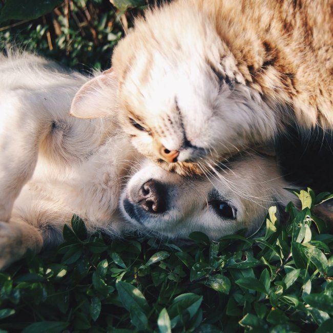Drie redenen waarom een zorgverzekering voor huisdieren van belang is