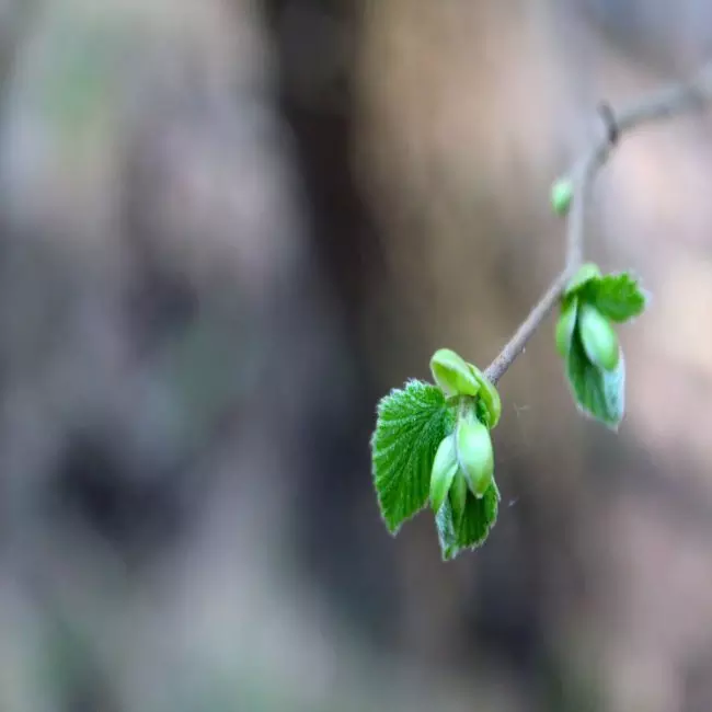 Natuur blijkt gevoeliger voor stikstof