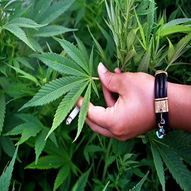 Effecten cannabisregulering in de VS onderzocht